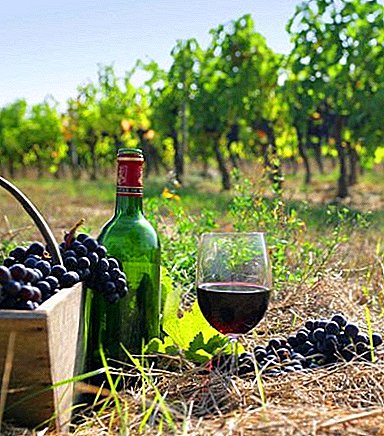 Mga klasiko sa winemaking - Cabernet grape variety