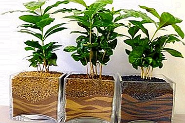 Árbore de café arábica - como conseguir unha colleita en casa?