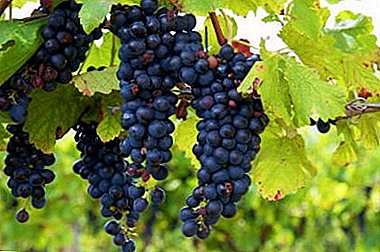 Nalika Isabella anggur dipanen lan cocok kanggo produksi anggur?
