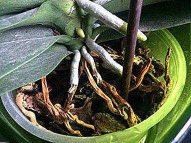 Kada su sve metode dobre: ​​da li je moguće presaditi korenje tokom transplantacije orhideja i kako to uraditi ispravno?