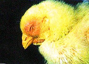 Coligranulomatosis tuŝas ĉiujn internajn organojn de birdoj