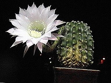 "Prickly Lily" - nitorina ni a npe ni cactus Echinopsis
