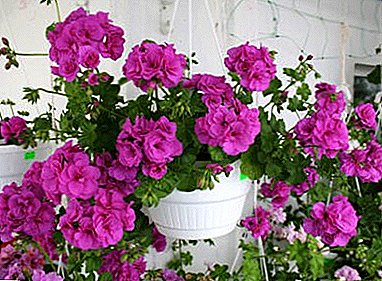 Pelargonium ileum beauty room: segredos do cultivo e coidado, variedade e enfermidade de flores