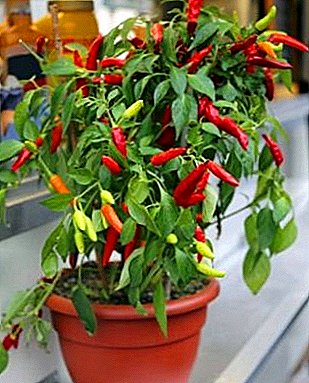 Indoor chili: гэртээ гоёл чимэглэлийн ургамал тариалах
