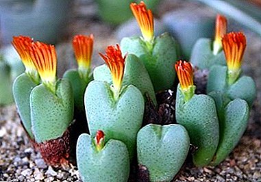 Konofitum - një përshkrim i bimëve mahnitëse me foto, lloje popullore dhe rekomandime për kujdes