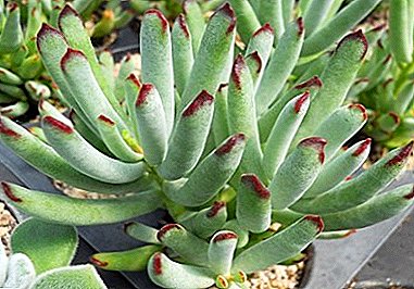 Cotyledon - iddiasız ekzotik bitki: şəkli çiçək növləri