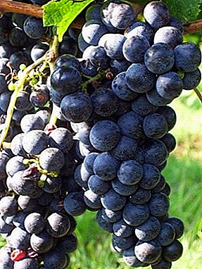 Germên Bordeaux - Merlot grapes