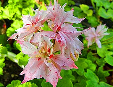 Pelargonium astrifero decus omne herbarum cura de