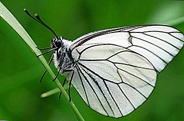 Beautiful, бирок абдан коркунучтуу бабочка Aporia Crataegi: сүрөттөлүшү жана сүрөттөр
