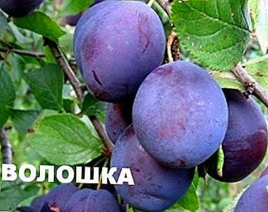 بڑے پھلوں کے ساتھ خوبصورت دیر سے پلاٹ - مختلف قسم کے "Voloshka"