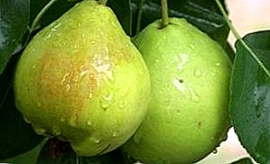 Zoo nkauj fragrant pears yuav muab rau koj Lel