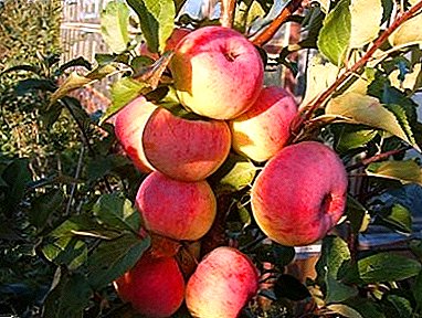 Apel anu geulis sareng nikmat méré Anjeun rupa-rupa pelopor Oryol