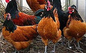 Prelepe kokoši sa divnim kvalitetama - Forverk pasmina
