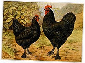 Убави месо кокошки со зголемена издржливост - раса Langshan