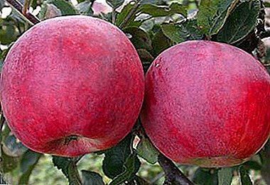 सुंदर फळे आणि उत्कृष्ट चव - लवकर सफरचंद लाल विविध
