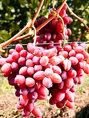 बल्क बेरीजसह सुंदर द्राक्षे - ग्रेड सोफिया