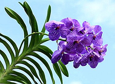 Kyakkyawan tsire-tsire masu tsire-tsire daga jinsin orchids mai suna Wanda - bayanin da hoto na flower, asirin kulawa