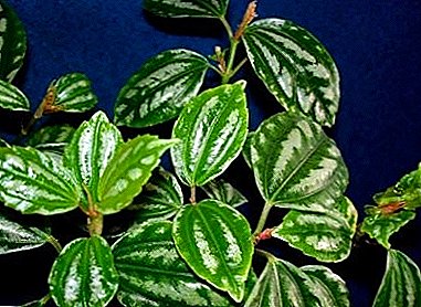 Fallegt Pellionia houseplant: Myndir og ábendingar um umönnun heima