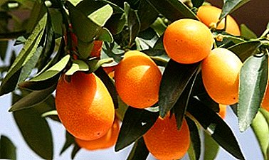 တရုတ်ထံမှလှပသောစက်ရုံ - ၏ Citrus Fortunella (kinkala, kumquat)