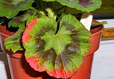 Geranium daun beureum saulas: kunaon ieu lumangsung jeung kumaha mantuan pabrik? Ukuran preventif