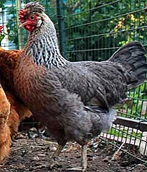 Schéinheet, Gnod an exzellente Gesondheets- Chickens Legbar