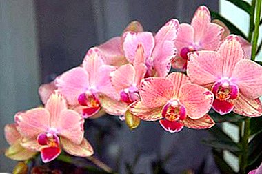 Belulino sur la fenestro aŭ kiel kreskigi orkideo hejme?