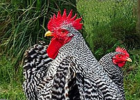 Ուժեղ եւ կոմպակտ, արագ աճող Plymouthrock հավերը