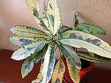 Croton Tamara (Codiaeum): katerangan spésiés, rekomendasi