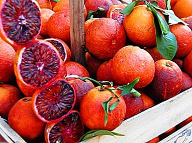"Ọdun ẹjẹ" osan akọkọ lati China - Sicilian orange