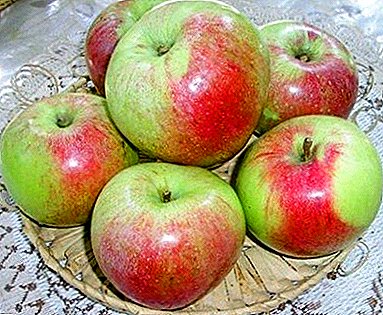 Apples in large and juicy in garden