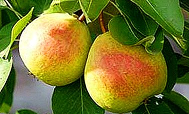 ຫມາກໄມ້ຂະຫນາດໃຫຍ່ Pear - ທົນທານຕໍ່ອາກາດຫນາວແລະ scab