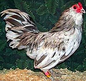 جوجه تخم مرغ آبی - نژاد Ameraukana
