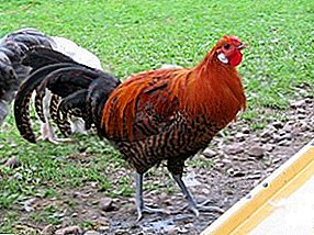 Best-Quality Chickens - Westfalesch Schichten