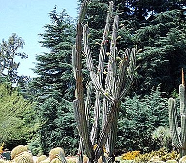Píosa Desert i do theach - cactus Cereus