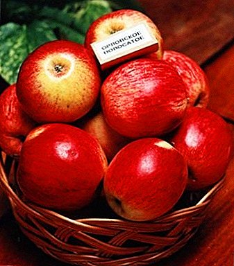 Sapidum secunda mensa in horto - apples "Orlovsky alba 'Genera