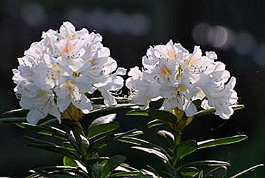 Blan trete Rhododendron: pwopriyete, kontr ak foto nan bote ekstraòdinè