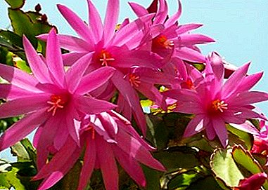 Cactus do bosque - "Ripsalidopsis" (cactus de Pascua): foto e coidado na casa