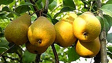 ຊັ້ນຮຽນ samoplodny Summer ມີລົດຊາດທີ່ດີເລີດ - pear Nursery.