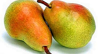 ពូជនៅរដូវក្តៅជាមួយនឹងកេរ្តិ៍ឈ្មោះគ្មានកំហុស - pear ទីក្រុងម៉ូស្គូដើម