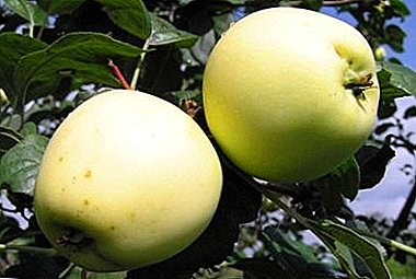 Summer variety na may mahusay na pagpapanatiling kalidad - Apple Kahanga-hanga