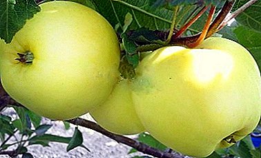 Летна сорта со добри карактеристики - Dachnaya јаболко