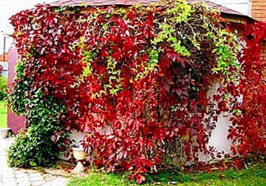 Die leier van die dacha-dekor - girlish druiwe, plant en versorg die plant