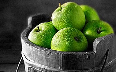 ပန်းသီးကောက်ပဲသီးနှံအကြားခေါင်းဆောင် - cultivars Granny Smith