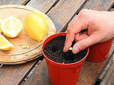 Osisi Lemon dị n'ụlọ: esi akụ otu lemon site na nkume na otu esi egbusi cuttings?