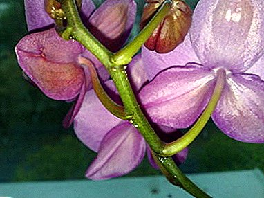 Caket caket dina daun sareng bagian sejenna orchid - naha ieu lumangsung sareng cara ngajawab masalah?