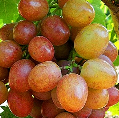 "Lia" - forma dining a grapes ya zûtirîn