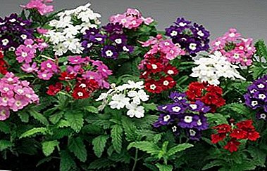 Mellor verbena Buenos Aireskaya, Bonarskaya e outras variedades e tipos de flores populares