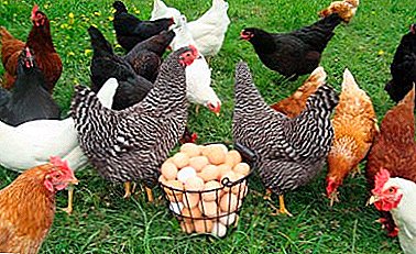 As mellores razas de galiñas para a reprodución na casa. Os principais matices de crecemento e coidado
