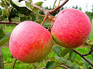 Најдобрите зимски видови на јаболкници за централна Русија и грижа за нив