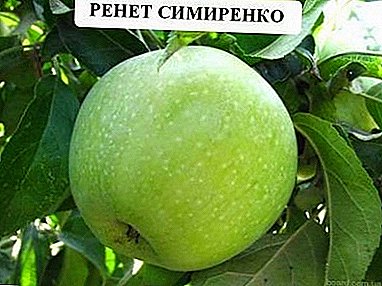 ગ્રેડ રેનેટ Simirenko - લીલા સફરજન વચ્ચે શ્રેષ્ઠ